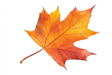 Fototapeta premium Single Autumn Maple Leaf - Vibrant orange maple leaf, autumn colors, nature, fall season, change.