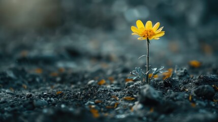 Single Vibrant Flower in the Midst of Harsh Terrain