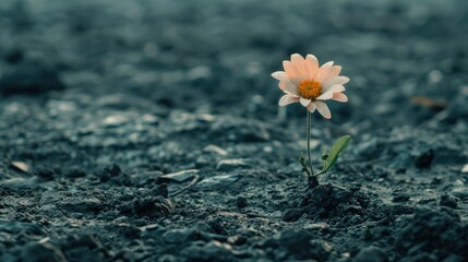 Single Vibrant Flower in the Midst of Harsh Terrain