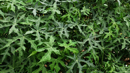 Close-up a cluster of lush mini papaya leaves, with lobed shapes and vibrant green color.