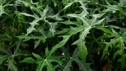 A close-up of bright green mini papaya leaves with clear unique lobes, surrounded by similar leaves.