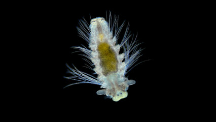 Worm larva family Spionidae stage Nektoheta under a microscope, class Polychaeta, have two...