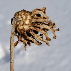 The zinnia continues portray beauty and design.