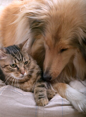 COLLEY ET CHAT DE GOUTTIERE