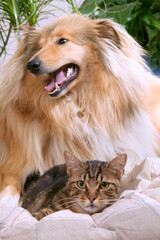 COLLEY ET CHAT DE GOUTTIERE