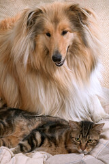 COLLEY ET CHAT DE GOUTTIERE