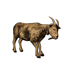 This image is animal ilustration vector isolated of goat 