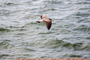 Seagull, Olrog's Gull, Larus Atlanticus, flying over the sea	