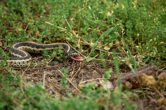 Garter snake in the grass preparing to eat a toad nearby