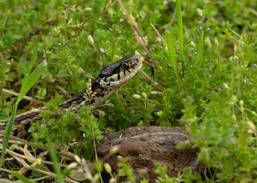 Close up of Garter Snake in the grass with a toad