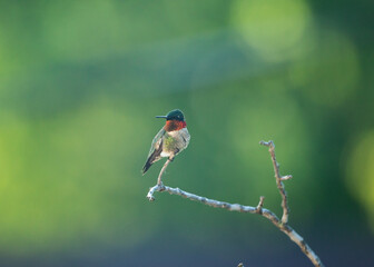 Male Ruby-Throated Hummingbird on a branch in the spring