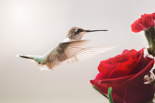 Female ruby-throated hummingbird in flight in the Midwest with a red rose