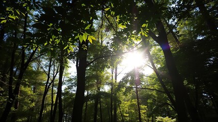Forest sunlight filtering through leaves, serenity, peaceful, trees