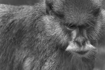 Extreme close up and headshot of a Barbary Macaque looking down to the ground. This monkey has endangered status because roughly three hundred a year are being taken from the wild to be sold as pets. © 3 Eyed Raven