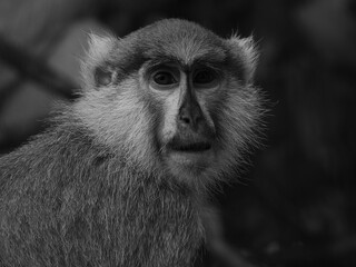 Extreme close up and headshot of a Barbary Macaque looking directly at camera. This monkey has endangered status because roughly three hundred a year are being taken from the wild to be sold as pets.