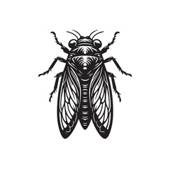 Cicada with folded wings. Black outline drawing isolated on white background. Fly icon, logo, clipart