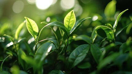 Obraz premium Vibrant Green Tea Leaves Bathed in Sunlight with Blurry Background Creating a Serene and Refreshing Atmosphere for Nature Lovers and Wellness Enthusiasts