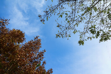 Tree branches against blue sky view from below