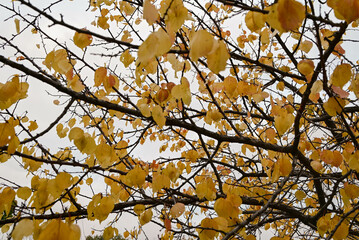 Bright yellow autumn leaves on tree branches
