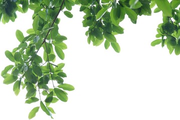 A tropical tree leaf with branches on white isolated background for green foliage backdrop 