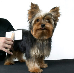 Toilettage de Yorkshire terrier