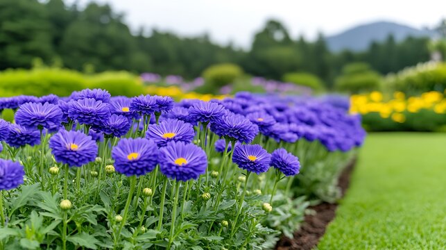 Vibrant Purple Aster Flowers Blooming in a Lush Garden
