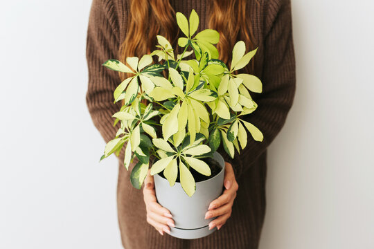 Woman holding a gray plastic pot with Schefflera arboricola. Home gardening lifestyle. Caring for houseplants. Cozy brown woolen sweater fashion. Indoor greenery care. Isolated on empty wall.