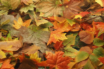 A colorful background image of fallen Autumn leaves
