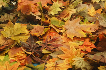 A colorful background image of fallen Autumn leaves
