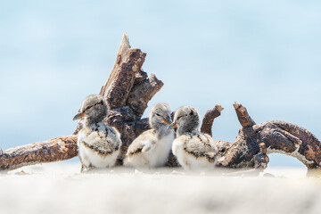 American Oystercatcher chicks on the beach