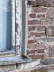 Aged brick wall and window
