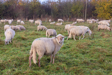 Fototapeta premium A curious sheep from the flock