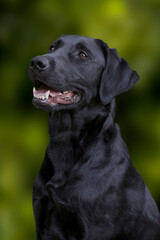 Black Labrador Golden Retriever posing for the photoshoot