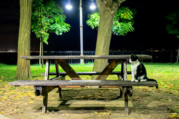 cat sitting on the bench in the park in the evening