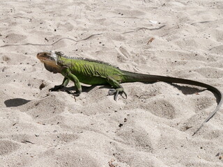 side view of iguana delicatissima, endemic iguana reptile in guadeloupe, on sand. Endangered...