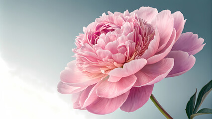 The Beauty of Spring: Close-Up of Pink Peony Blossoms in Full Bloom