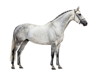 Fototapeta premium A gray horse isolated on transparent background