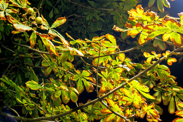 autumn leaves in the forest