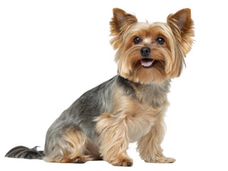 Yorkshire terrier isolated on transparent background