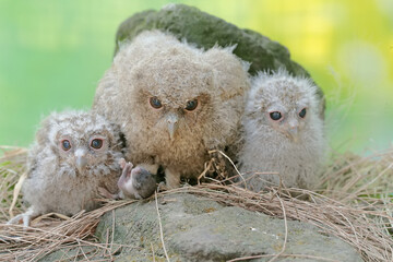 Three young Javan scops owls prey on a mouse near their nest. This nocturnal bird has the...
