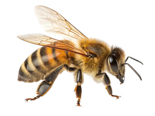 Bee isolated on transparent background
