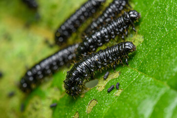 small black carerpillars on a leaf