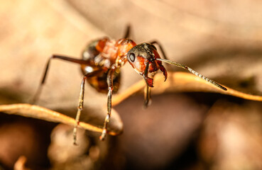 ant in detail threatening with mandibles