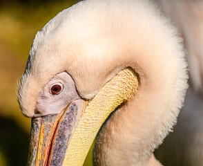 rosy or great white pelican (Pelecanus onocrotalus) detailed portrait