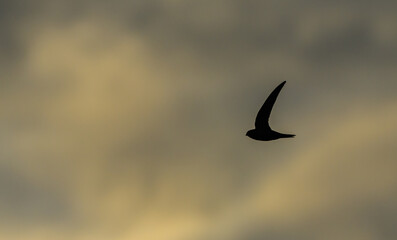 house martin (Delichon urbicum) in flight silhouette