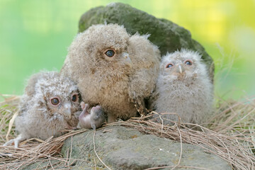 Three young Javan scops owls prey on a mouse near their nest. This nocturnal bird has the scientific name Otus lempiji.