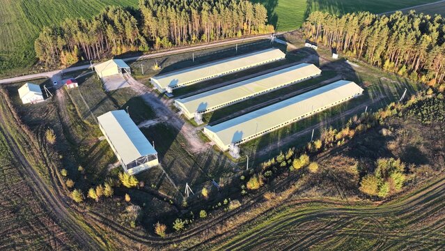 Farms of huge lengths for breeding poultry in sterile conditions on an industrial scale at a meat processing plant. Factory for the production of eggs of chickens, turkeys, quails, geese, ducks.