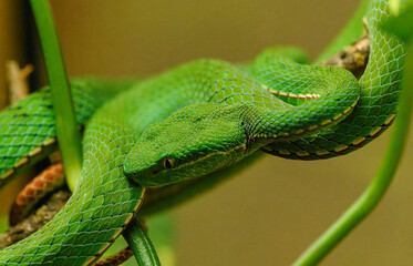 Chinese green tree viper (Trimeresurus stejnegeri) portrait