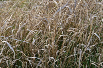 This gold colored hay is growing in a field in sunny autumn day.