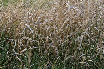 This gold colored hay is growing in a field in sunny autumn day.
